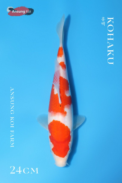 홍백 24cm