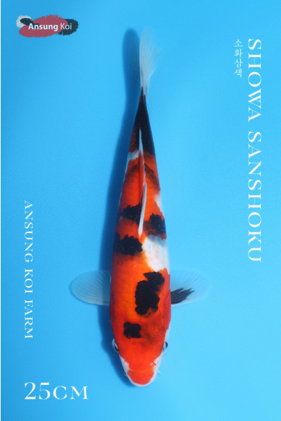 소화삼색  25cm