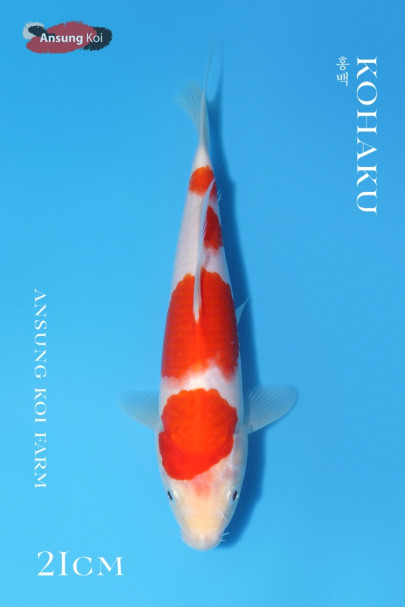 홍백 21cm