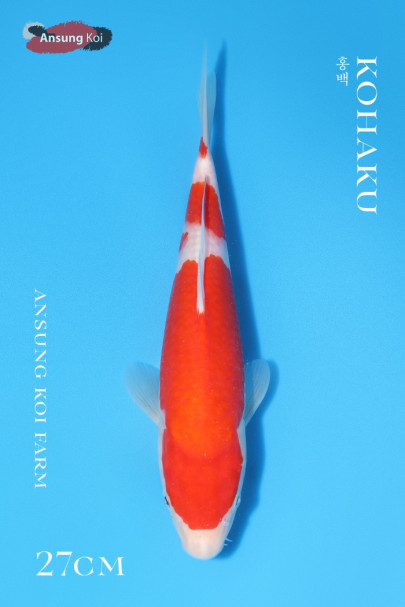 홍백 27cm