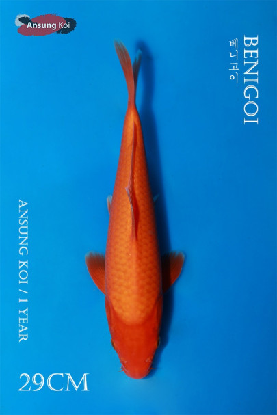 베니고이 29cm