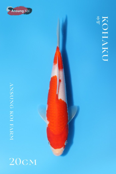 홍백 20cm