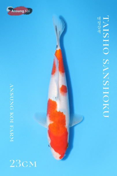 대정삼색 23cm