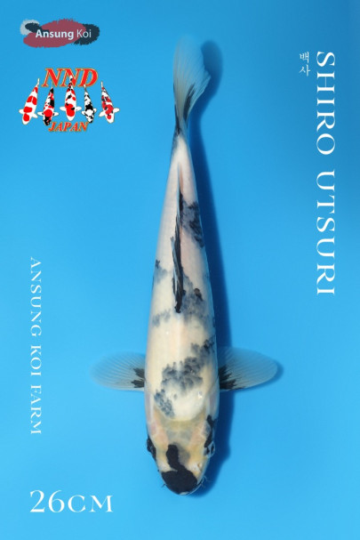 백사 26cm