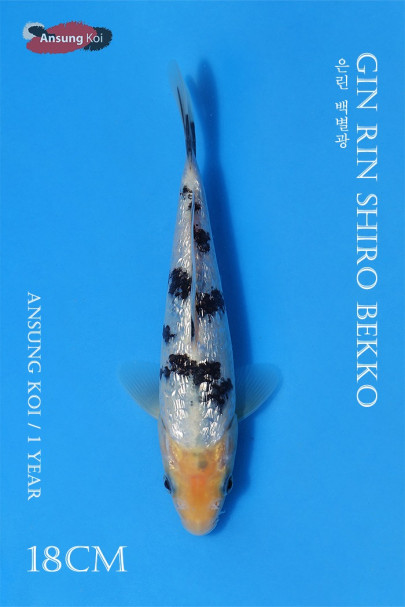 은린 백별광 18cm