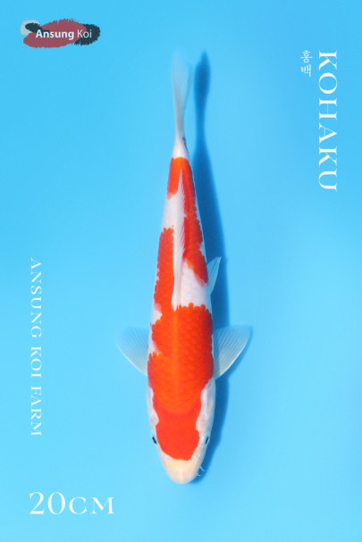 홍백 20cm