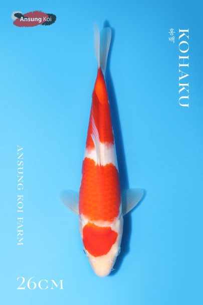 홍백 26cm