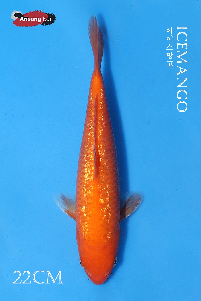 아이스 망고 22cm
