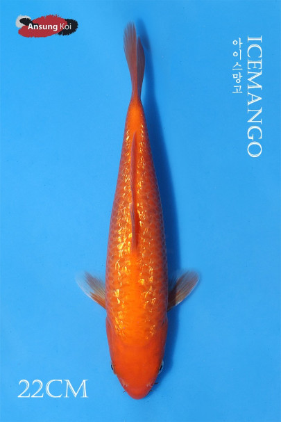 아이스 망고 22cm
