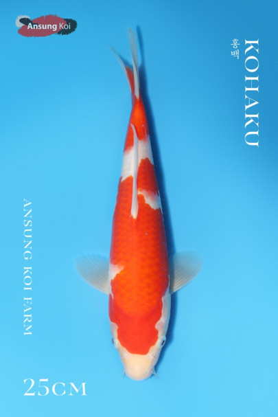 홍백 25cm