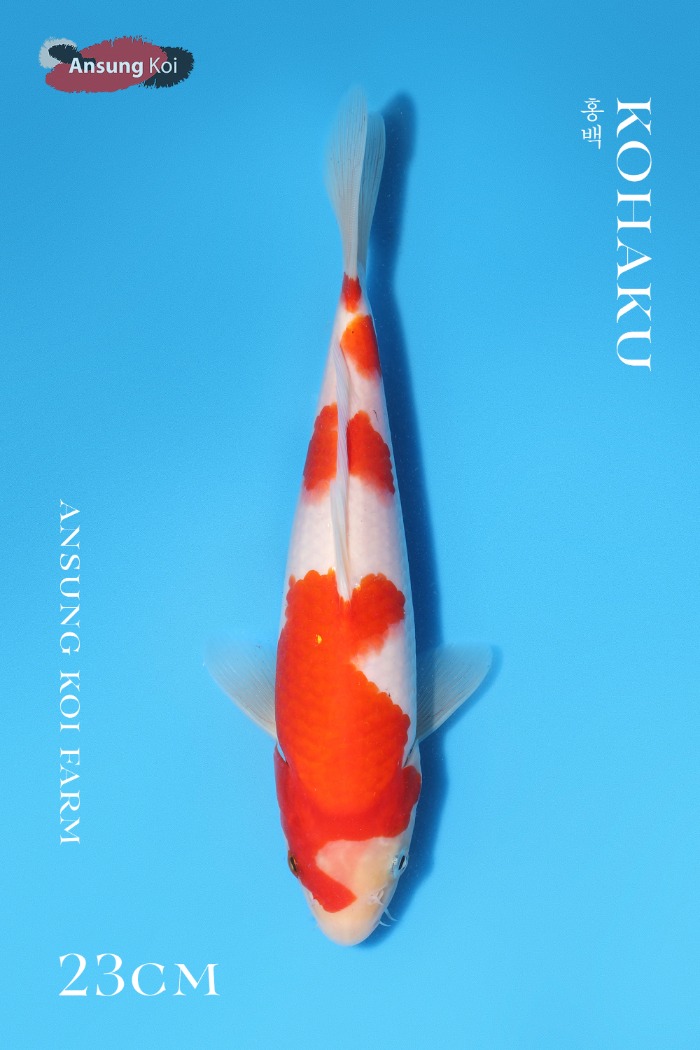 홍백 23cm