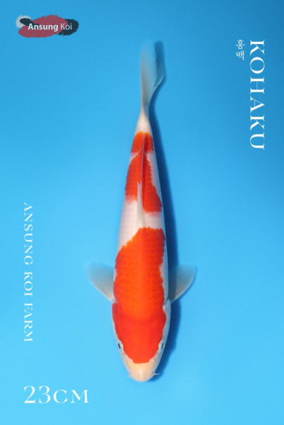 홍백 23cm