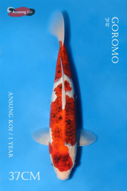 남의 37cm