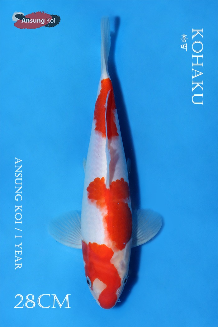 홍백 28cm