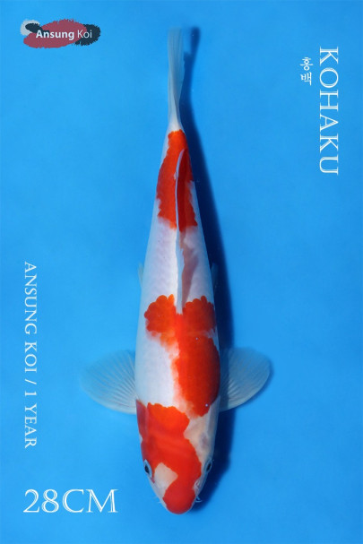홍백 28cm