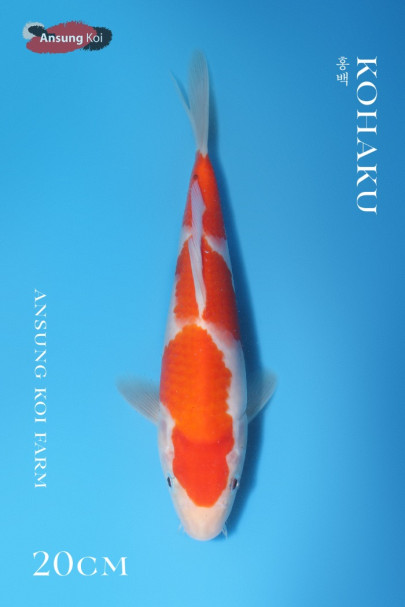 홍백 20cm