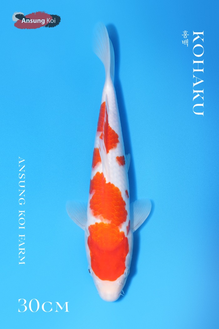 홍백 30cm