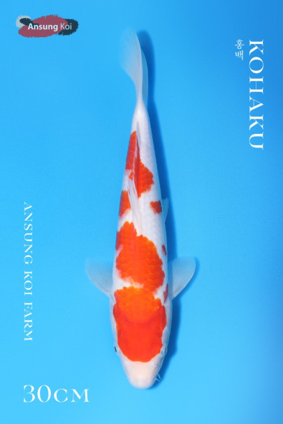 홍백 30cm