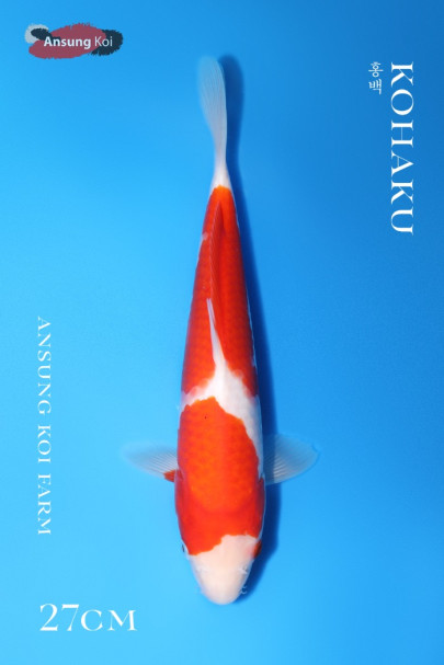 홍백 27cm