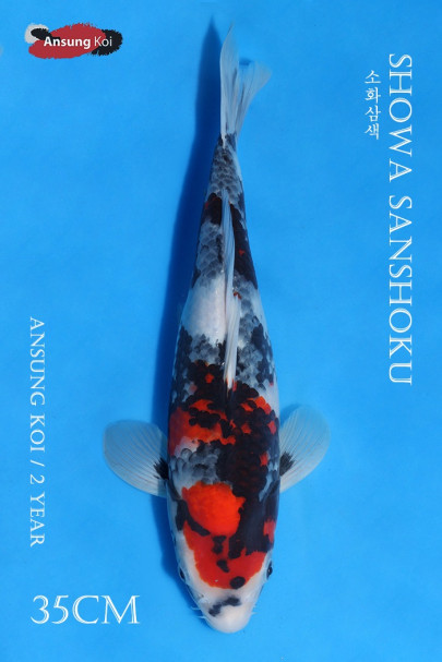 소화삼색 35cm