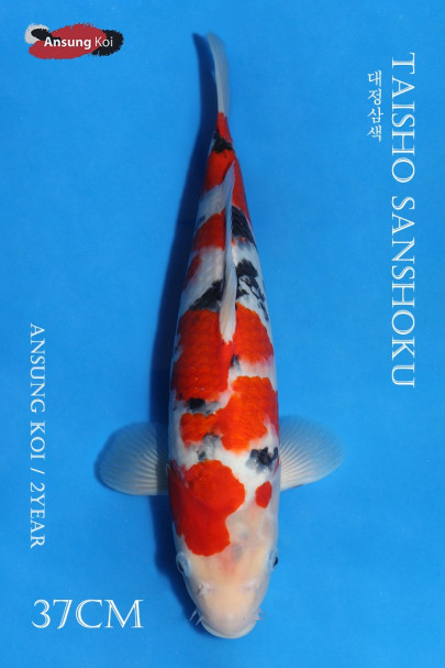 대정삼색 37cm