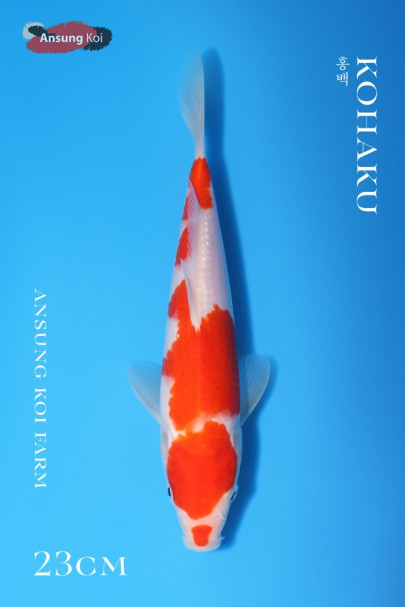 홍백 23cm