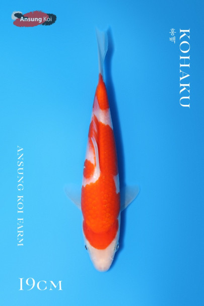 홍백 19cm