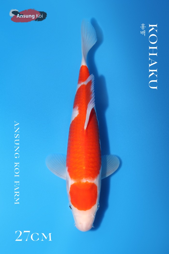 홍백 27cm