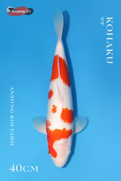 홍백 40cm