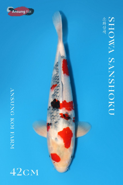 소화삼색 42cm