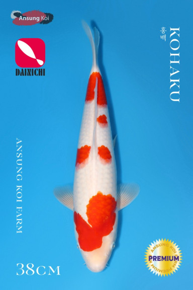 홍백 38cm