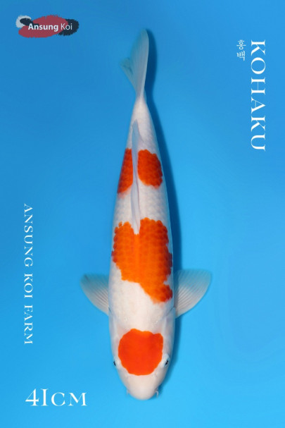 홍백 41cm