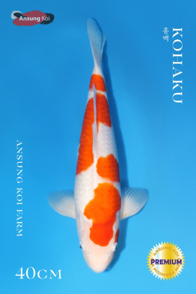 홍백 40cm