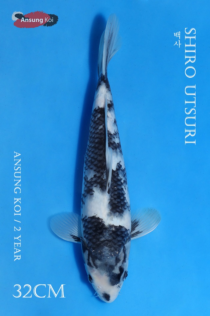 백사 32cm