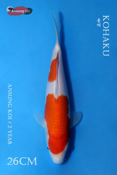홍백 26cm