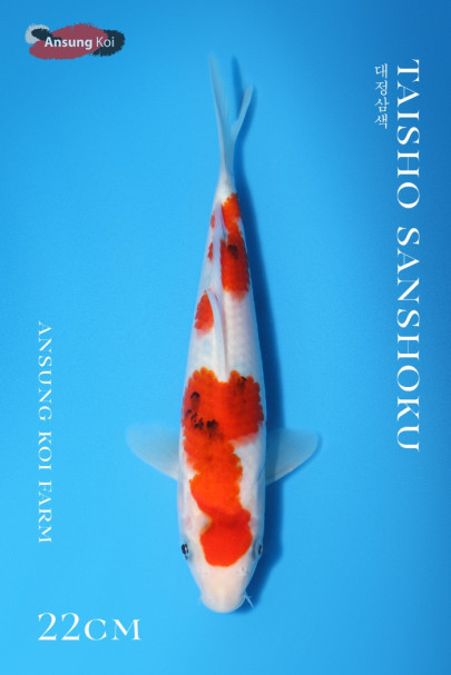 대정삼색 22cm