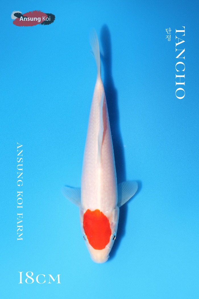 단정 18cm