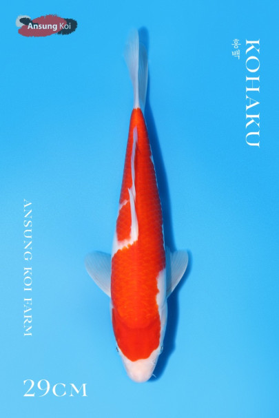 홍백 29cm