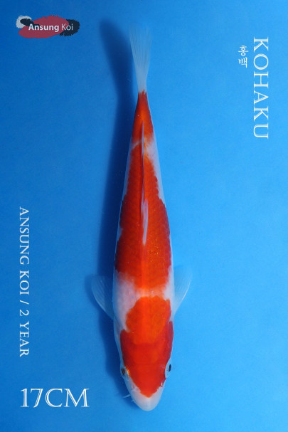홍백 17cm