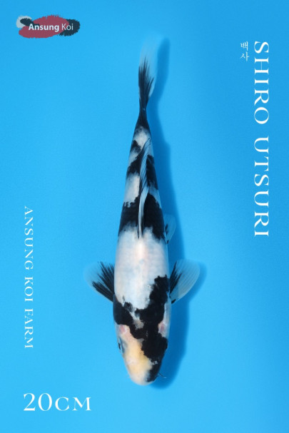 백사 20cm