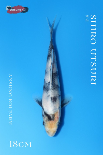 백사 18cm