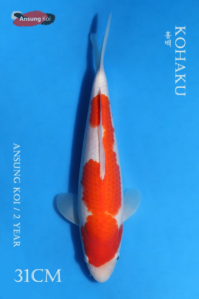 홍백 31cm