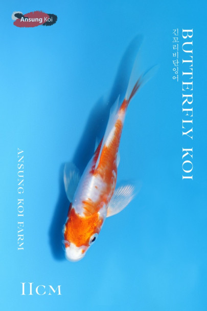 독일계 하리와케 버터플라이코이 11cm