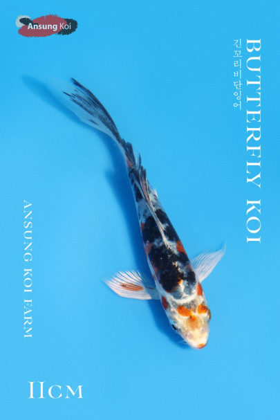 야마토니시키 버터플라이코이 11cm