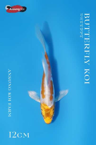 독일계 하리와케 버터플라이코이 12cm
