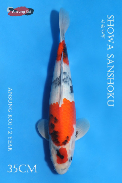 소화삼색 35cm