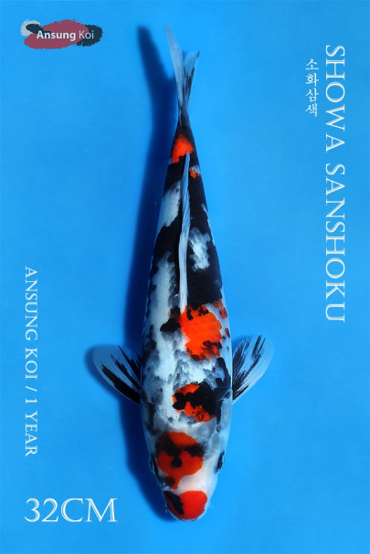 소화삼색 32cm