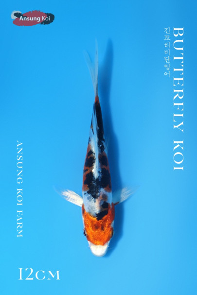 야마토니시키 버터플라이코이 12cm