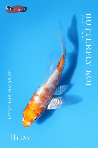 독일계 하리와케 버터플라이코이 11cm
