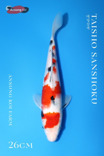 대정삼색 26cm